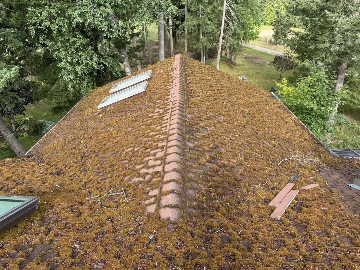 Roof heavily covered with moss before removal